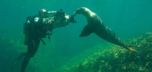 Oceans documentary scene with seal