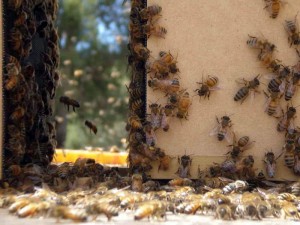 Vanishing of the Bees movie scene