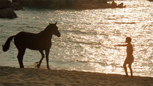 TheBlackStallion_original